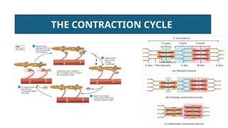 PHYSIOLOGY PRESENTATION-PHYSIOLOGY OF MUSCLE CONTRACTION | PPTX