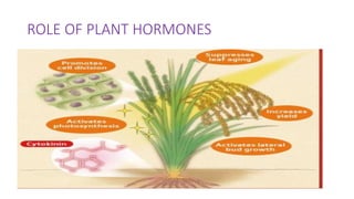 ROLE OF PLANT HORMONES
 