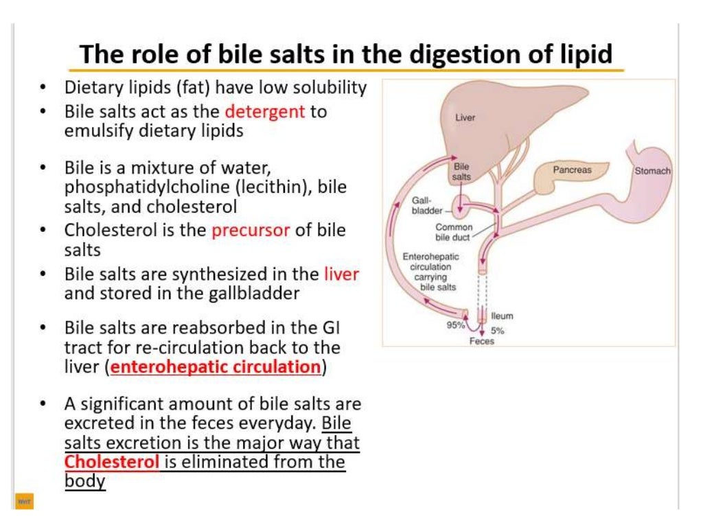 Physiology properties of bile, composition of bile, functions of bile…