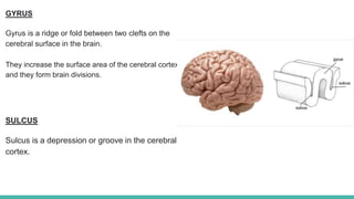 MBBS level motor homunculus | PPTX
