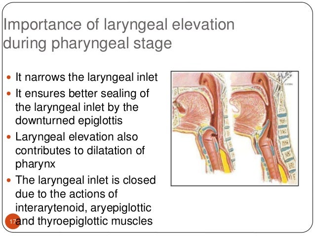 hyolaryngeal excursion definition