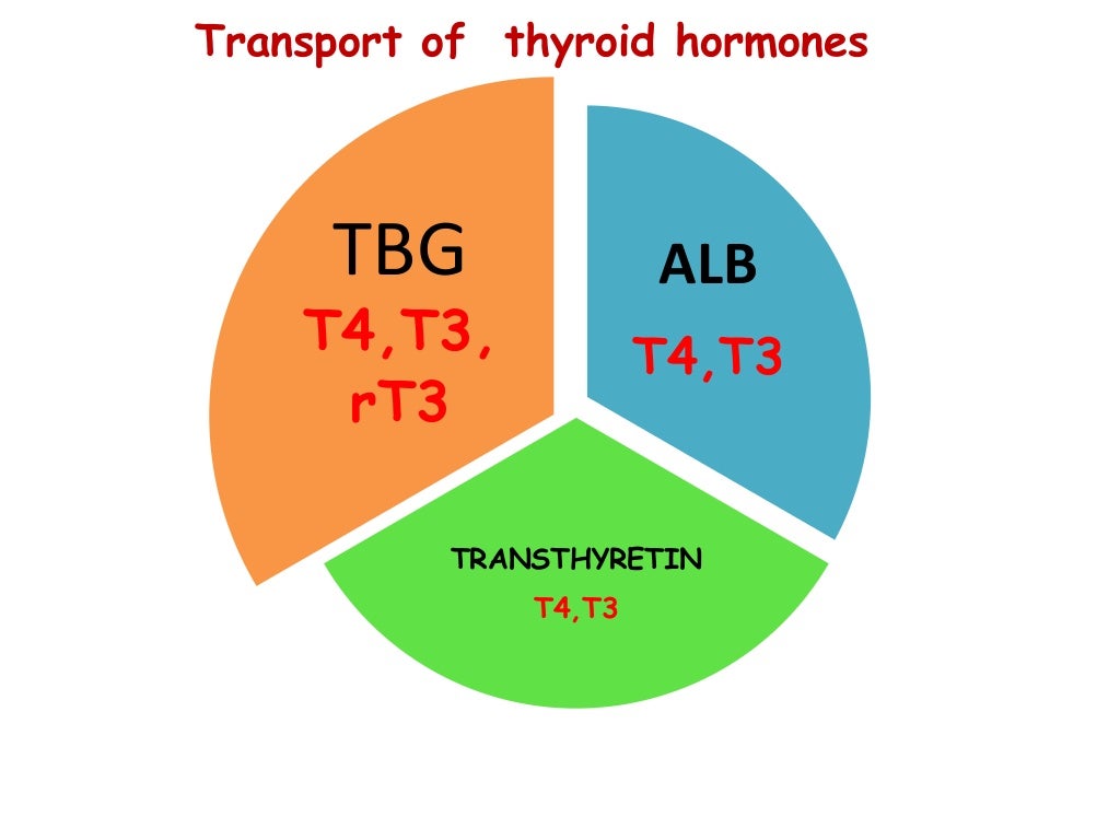 Physiology thyroid hormone