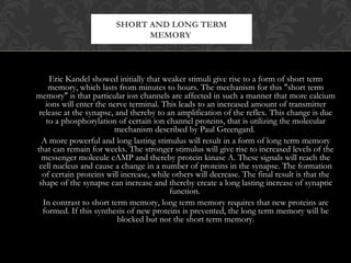 Eric Kandel showed initially that weaker stimuli give rise to a form of short term
memory, which lasts from minutes to hours. The mechanism for this "short term
memory" is that particular ion channels are affected in such a manner that more calcium
ions will enter the nerve terminal. This leads to an increased amount of transmitter
release at the synapse, and thereby to an amplification of the reflex. This change is due
to a phosphorylation of certain ion channel proteins, that is utilizing the molecular
mechanism described by Paul Greengard.
A more powerful and long lasting stimulus will result in a form of long term memory
that can remain for weeks. The stronger stimulus will give rise to increased levels of the
messenger molecule cAMP and thereby protein kinase A. These signals will reach the
cell nucleus and cause a change in a number of proteins in the synapse. The formation
of certain proteins will increase, while others will decrease. The final result is that the
shape of the synapse can increase and thereby create a long lasting increase of synaptic
function.
In contrast to short term memory, long term memory requires that new proteins are
formed. If this synthesis of new proteins is prevented, the long term memory will be
blocked but not the short term memory.
SHORT AND LONG TERM
MEMORY
 