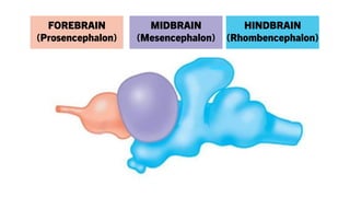 FOREBRAIN
(Prosencephalon)
MIDBRAIN
(Mesencephalon)
HINDBRAIN
(Rhombencephalon)
 
