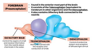 • Found in the anterior most part of the brain
• It consists of the Telencephalon (equivalent to
Cerebrum in other organism) and the Diencephalon.
• It also contains Olfactory Bulb connected to the
nostrils
FOREBRAIN
(Prosencephalon)
TELENCEPHALON
DIENCEPHALON
OLFACTORY BULB
Mainly concerned with
the receptor and
conduction of smell.
Control of endocrine
system and reception
of diffused light stimuli
Control the organs of smell
and receive information
from the nostrils about
chemicals in the water.
 