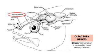 OLFACTORY
NERVES
Olfactory information
is received by these
sensory neurons
 