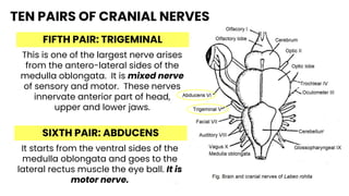 TEN PAIRS OF CRANIAL NERVES
FIFTH PAIR: TRIGEMINAL
This is one of the largest nerve arises
from the antero-lateral sides of the
medulla oblongata. It is mixed nerve
of sensory and motor. These nerves
innervate anterior part of head,
upper and lower jaws.
SIXTH PAIR: ABDUCENS
It starts from the ventral sides of the
medulla oblongata and goes to the
lateral rectus muscle the eye ball. It is
motor nerve.
 