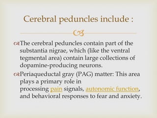
The cerebral peduncles contain part of the
substantia nigrae, which (like the ventral
tegmental area) contain large collections of
dopamine-producing neurons.
Periaqueductal gray (PAG) matter: This area
plays a primary role in
processing pain signals, autonomic function,
and behavioral responses to fear and anxiety.
Cerebral peduncles include :
 
