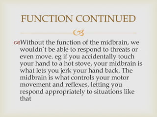 
Without the function of the midbrain, we
wouldn’t be able to respond to threats or
even move. eg if you accidentally touch
your hand to a hot stove, your midbrain is
what lets you jerk your hand back. The
midbrain is what controls your motor
movement and reflexes, letting you
respond appropriately to situations like
that
FUNCTION CONTINUED
 