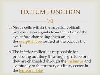 
Nerve cells within the superior colliculi
process vision signals from the retina of the
eye before channeling them on to
the occipital lobe located at the back of the
head.
The inferior colliculi is responsible for
processing auditory (hearing) signals before
they are channeled through the thalamus and
eventually to the primary auditory cortex in
the temporal lobe
TECTUM FUNCTION
 