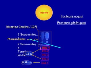 Récepteur Insuline / IGF1
2 Sous-unités
a
2 Sous-unités
b
Tyrosine
kinase
IRS-1
IRS-2
IRS-3
IRS-4
Facteurs génétiques
PI3-K
MAPkinase
Insuline
GAB-1
Phosphorylation
Facteurs acquis
 