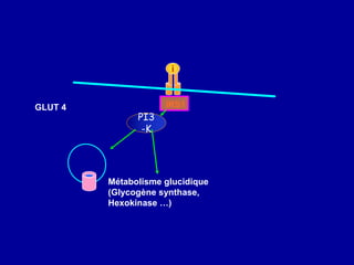 i
IRS1
PI3
-K
GLUT 4
Métabolisme glucidique
(Glycogène synthase,
Hexokinase …)
 