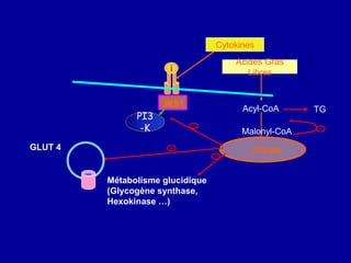 i
IRS1
PI3
-K
GLUT 4
Métabolisme glucidique
(Glycogène synthase,
Hexokinase …)
Acides Gras
Libres
Citrate
Acyl-CoA
Cytokines
Malonyl-CoA
TG
 