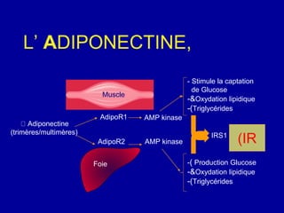 Adiponectine
(trimères/multimères)
Foie
AdipoR1
AdipoR2 AMP kinase
-( Production Glucose
-&Oxydation lipidique
-(Triglycérides
- Stimule la captation
de Glucose
-&Oxydation lipidique
-(Triglycérides
AMP kinase
(IRIRS1
Muscle
L’ ADIPONECTINE,
 
