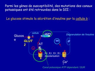 Glucos
e GLUT
2
Le glucose stimule la sécrétion d’insuline par la cellule b :
Ca+
+
AT
P
K+ K+ K+ K+
dépolarisation
K
+
Canal potassique ATP dépendant / SUR
Dégranulation de l’insuline
cellule
b
K
+
Parmi les gènes de susceptibilité, des mutations des canaux
potassiques ont été retrouvées dans le DII :
UCP2
-
 