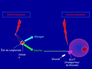 Glucagon
Insuline
Cellule
b
Glucose GLUT
(transporteur
du Glucose)
Déficit insulinique Insulino-résistance
Îlot de Langherans
Glucagon
 