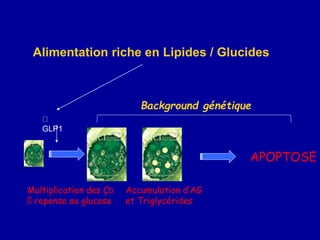 Multiplication des Çb
reponse au glucose
Alimentation riche en Lipides / Glucides
GLP1
Accumulation d’AG
et Triglycérides
APOPTOSE
Background génétique
 