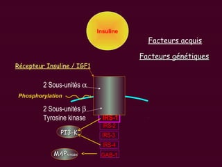Récepteur Insuline / IGF1
2 Sous-unités α
2 Sous-unités β
Tyrosine kinase IRS-1
IRS-2
IRS-3
IRS-4
Facteurs génétiquesFacteurs génétiques
PI3-KPI3-K
MAPMAPkinasekinase
Insuline
GAB-1
Phosphorylation
Facteurs acquis
 