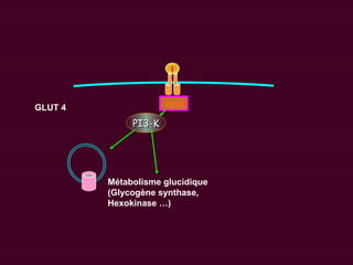 i
IRS1
PI3-KPI3-K
GLUT 4
Métabolisme glucidique
(Glycogène synthase,
Hexokinase …)
 