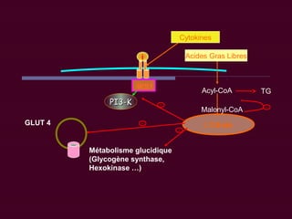 i
IRS1
PI3-KPI3-K
GLUT 4
Métabolisme glucidique
(Glycogène synthase,
Hexokinase …)
Acides Gras Libres
 Citrate
Acyl-CoA
Cytokines
Malonyl-CoA
TG
 