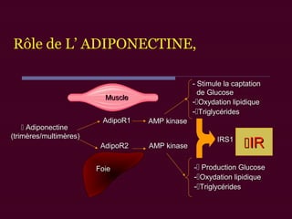  AdiponectineAdiponectine
(trimères/multimères)(trimères/multimères)
FoieFoie
AdipoR1AdipoR1
AdipoR2AdipoR2 AMP kinaseAMP kinase
-- Production GlucoseProduction Glucose
--Oxydation lipidiqueOxydation lipidique
--TriglycéridesTriglycérides
- Stimule la captation- Stimule la captation
de Glucosede Glucose
--Oxydation lipidiqueOxydation lipidique
--TriglycéridesTriglycérides
AMP kinaseAMP kinase
IRIRIRS1IRS1
MuscleMuscle
Rôle de L’ ADIPONECTINE,
 