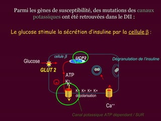 Glucose
GLUT 2
Le glucose stimule la sécrétion d’insuline par la cellule β :
Ca++
ATP
K+ K+ K+ K+
dépolarisation
K+
Canal potassique ATP dépendant / SURCanal potassique ATP dépendant / SUR
Dégranulation de l’insulineDégranulation de l’insuline
cellule β
K+
Parmi les gènes de susceptibilité, des mutations desParmi les gènes de susceptibilité, des mutations des canauxcanaux
potassiquespotassiques ont été retrouvées dans le DII :ont été retrouvées dans le DII :
UCP2
-
 