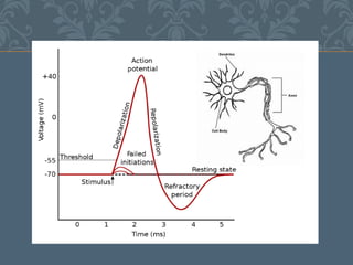 Physiopathology of epilepsy | PDF