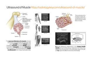 Ultrasoundof Muscle https://radiologykey.com/ultrasound-of-muscle/
Themacroarchitectureofa muscle isformed
bythewaymusclefasciclesareorganized. This
canbe parallel such asthebiceps brachii
muscle(A),pennatesuch asthetibialis anterior
muscle(B),or triangular suchasthelatissimus
dorsi muscle(C).Thisstructurebecomes visible
onultrasoundwhen measuringlongitudinally.
Thefunctionalunitofa
muscleisamotorunit,
consisting ofthemotor
neuronandthemuscle
fibersitcontrols.
A, Normal ultrasound measurement of the biceps brachii
muscle and surrounding tissues, measured at two thirds of the
distance from the acromion to the antecubital crease of the left
arm. B, Depictsthedifferentstructuresschematically.
 