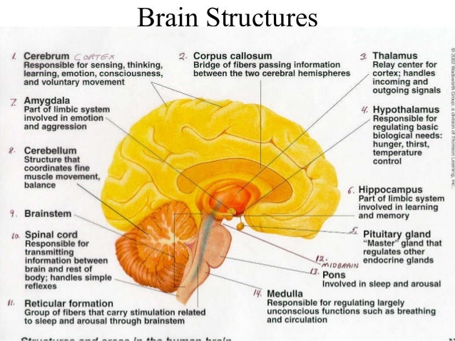 Brain Fog Cure Natural Brain Fog Cure Natural