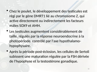Dimorphisme sexuel chez les volailles - physiologie de la reproduction ...
