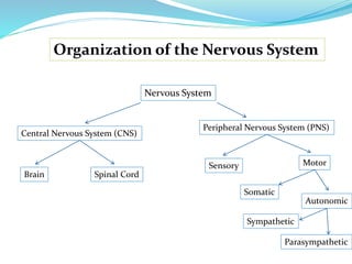 Organization of the Nervous System
Nervous System
Central Nervous System (CNS)
Peripheral Nervous System (PNS)
Brain Spinal Cord
Sensory Motor
Somatic
Autonomic
Sympathetic
Parasympathetic
 