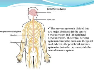  The nervous system is divided into
two major divisions: (1) the central
nervous system and (2) peripheral
nervous system. The central nervous
system includes the brain and the spinal
cord, whereas the peripheral nervous
system includes the nerves outside the
central nervous system.
 