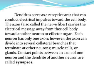 Dendrites serve as a receptive area that can
conduct electrical impulses toward the cell body.
The axon (also called the nerve fiber) carries the
electrical message away from thee cell body
toward another neuron or effector organ. Each
neuron has only one axon; however, the axon can
divide into several collateral branches that
terminate at other neurons; muscle cells, or
glands. Contact points between an axon of one
neuron and the dendrite of another neuron are
called synapses.
 