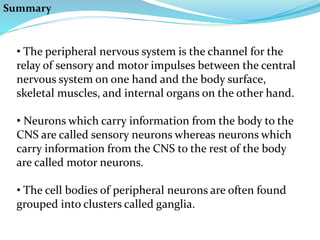 Summary
• The peripheral nervous system is the channel for the
relay of sensory and motor impulses between the central
nervous system on one hand and the body surface,
skeletal muscles, and internal organs on the other hand.
• Neurons which carry information from the body to the
CNS are called sensory neurons whereas neurons which
carry information from the CNS to the rest of the body
are called motor neurons.
• The cell bodies of peripheral neurons are often found
grouped into clusters called ganglia.
 