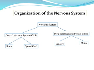 Organization of the Nervous System
Nervous System
Central Nervous System (CNS)
Peripheral Nervous System (PNS)
Brain Spinal Cord
Sensory Motor
 