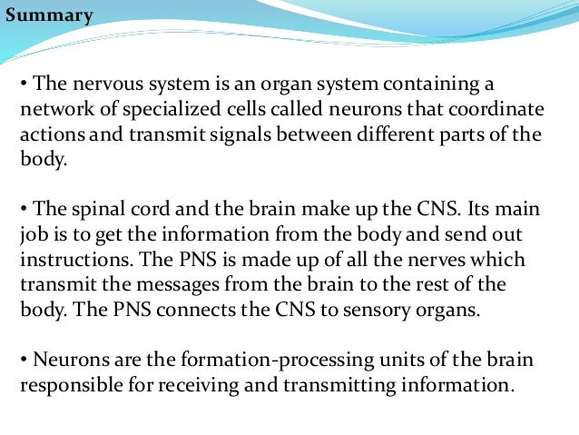 outline of the nervous system The nervous system is the part of an animal that coordinates its actions by transmitting signals to and from different parts of its body the nervous system detects environmental changes that impact the body, then works in tandem with the endocrine system to respond to such events nervous tissue first arose in wormlike organisms about 550 to. outline of the nervous system The nervous system is the part of an animal that coordinates its actions by transmitting signals to and from different parts of its body the nervous system detects environmental changes that impact the body, then works in tandem with the endocrine system to respond to such events nervous tissue first arose in wormlike organisms about 550 to.