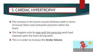  The increase In the hearts muscle thickness both in terms
of muscle fibres and contractile elements within the
heart.
 This happens only to cope with the excessive work load
imposed upon the heart during work.
 This is in order to increase the Stroke Volume
5. CARDIAC HYPERTROPHY
 