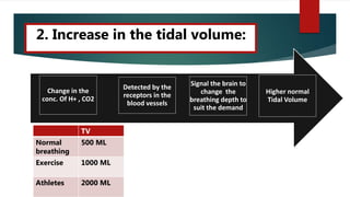 A. Increase in the tidal volume:
Higher normal
Tidal Volume
Signal the brain to
change the
breathing depth to
suit the demand
Detected by the
receptors in the
blood vessels
Change in the
conc. Of H+ , CO2
2. Increase in the tidal volume:
TV
Normal
breathing
500 ML
Exercise 1000 ML
Athletes 2000 ML
 
