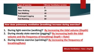 1. During light exercise (walking)? By increasing the tidal volume (Depth)
2. During steady state exercise (jogging)? By increasing both the tidal
volume and the frequency of breathing( Depth + Rate)
3. During intense exercise (sprinting)? By increasing the frequency of
breathing(Rate)
How does pulmonary ventilation (breathing) increase during exercise?
Type of exercise Minute Ventilation (L/min)
Rest 6
Slow Walking 20
Fast Walking 40
Prolonged Jogging 50
Fast Running 80
Minute Ventilation= Rate x Depth
 