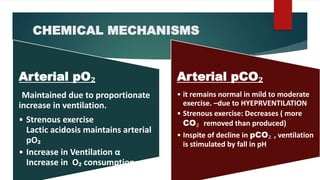 CHEMICAL MECHANISMS
Arterial pO₂
Maintained due to proportionate
increase in ventilation.
• Strenous exercise
Lactic acidosis maintains arterial
pO₂
• Increase in Ventilation α
Increase in O₂ consumption
Arterial pCO₂
• it remains normal in mild to moderate
exercise. –due to HYEPRVENTILATION
• Strenous exercise: Decreases ( more
CO₂ removed than produced)
• Inspite of decline in pCO₂ , ventilation
is stimulated by fall in pH
 