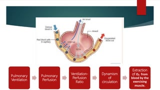 Pulmonary
Ventilation
Pulmonary
Perfusion
Ventilation-
Perfusion
Ratio
Dynamism
of
circulation
Extraction
of O₂ from
blood by the
exercising
muscle.
 