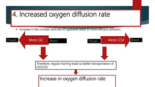 More O2 More CO2BloodTissues Tissues Blood
Therefore, regular training leads to better transportation of
O2/CO2
Increase in oxygen diffusion rate
 Increase in the number and size of capillaries leads to more efficient diffusion:
4. Increased oxygen diffusion rate
 