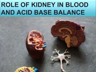ROLE OF KIDNEY IN BLOOD
AND ACID BASE BALANCE
 