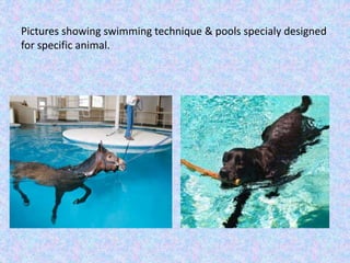Pictures showing swimming technique & pools specialy designed 
for specific animal. 
 