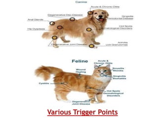 Various Trigger Points
 