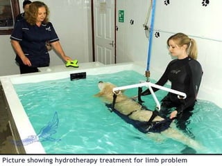 Picture showing hydrotherapy treatment for limb problem
 
