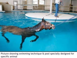 Picture showing swimming technique & pool specially designed for
specific animal
 