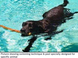 Picture showing swimming technique & pool specially designed for
specific animal
 