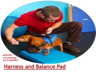 Harness and Balance Pad
 