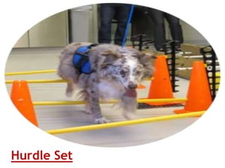 Hurdle Set
 